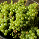 Illustration for article titled Drink It While You Can: Climate Crisis Puts 85 Percent of Wine Regions at Risk